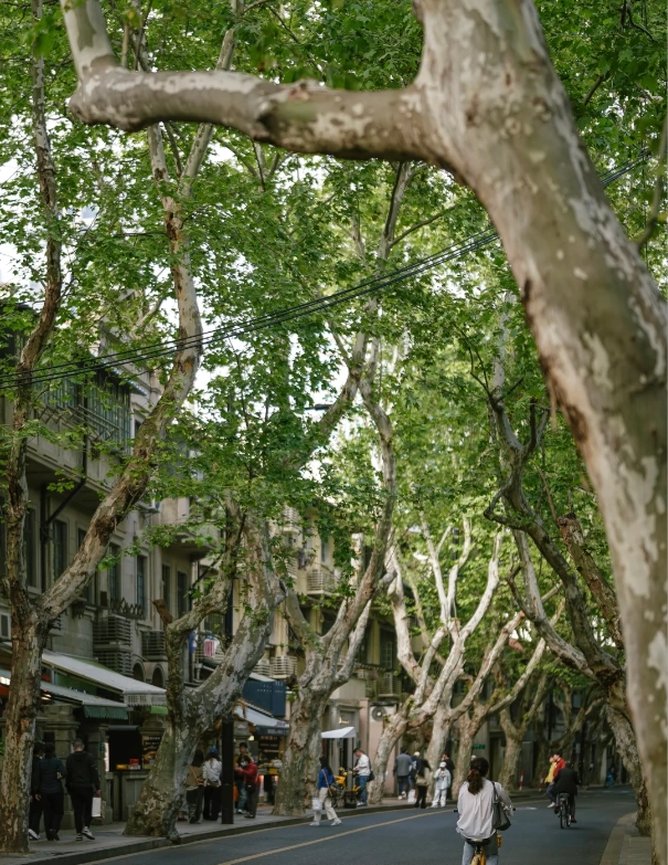 Shanghai seasons