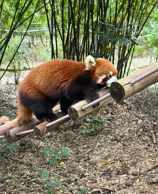Chengdu attractions