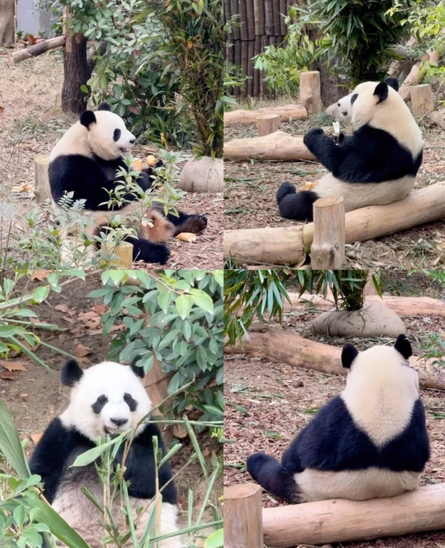 Chengdu Panda Base