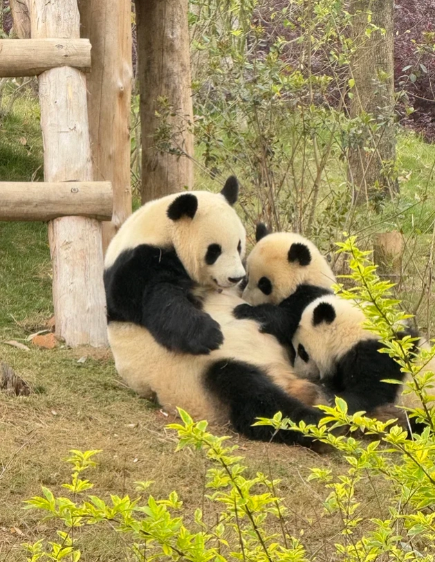 best time to visit panda base
