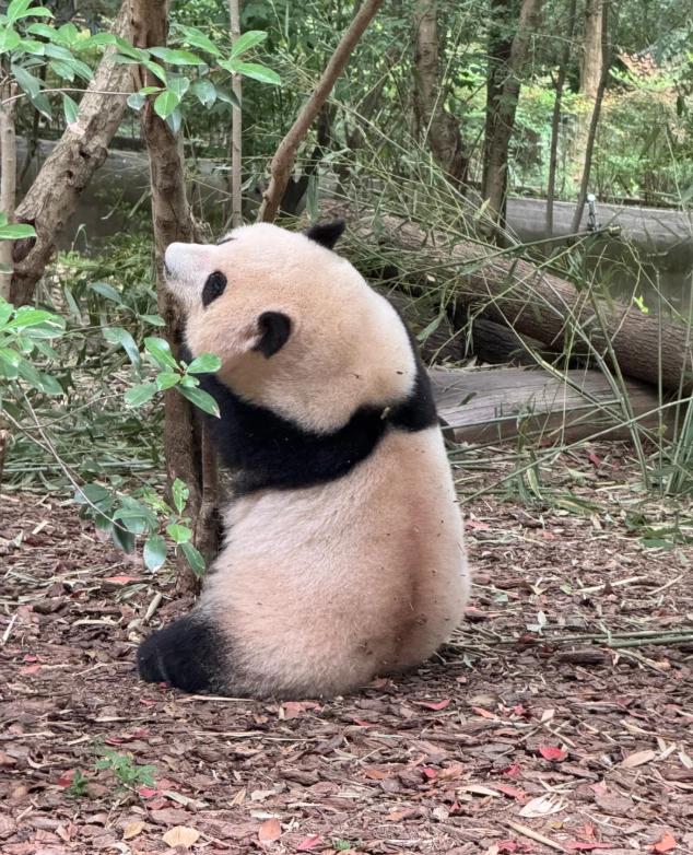 panda keeper experience