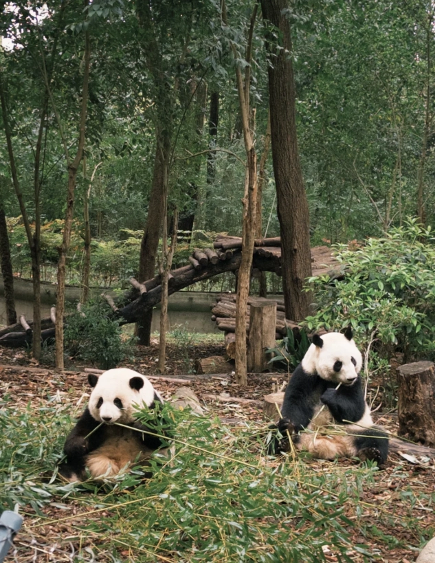 Chengdu travel tips