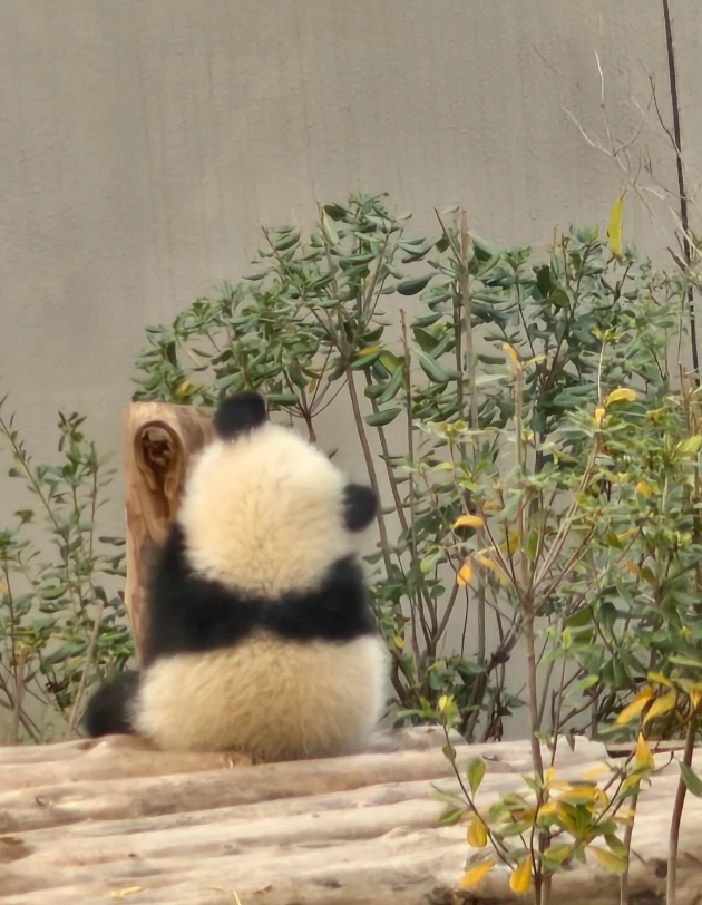 Panda Base visit Panda Base visit