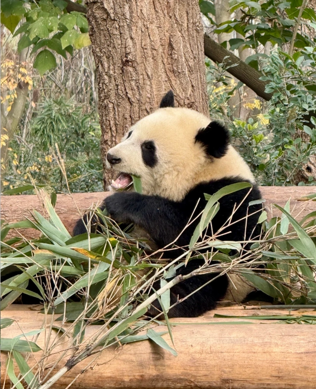panda volunteer program