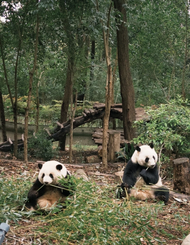 Chengdu travel