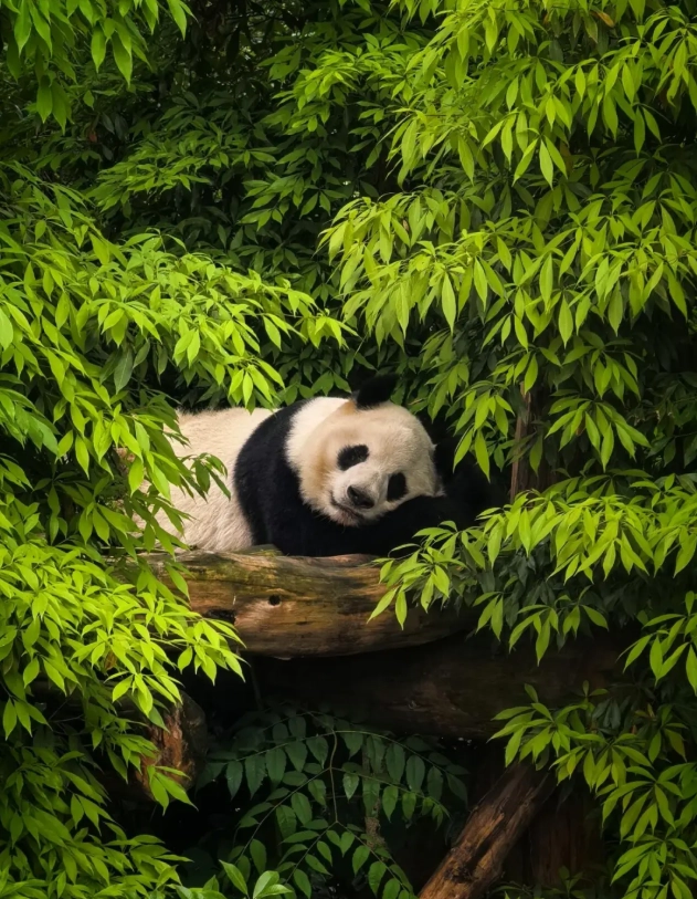 how to see pandas in Chengdu