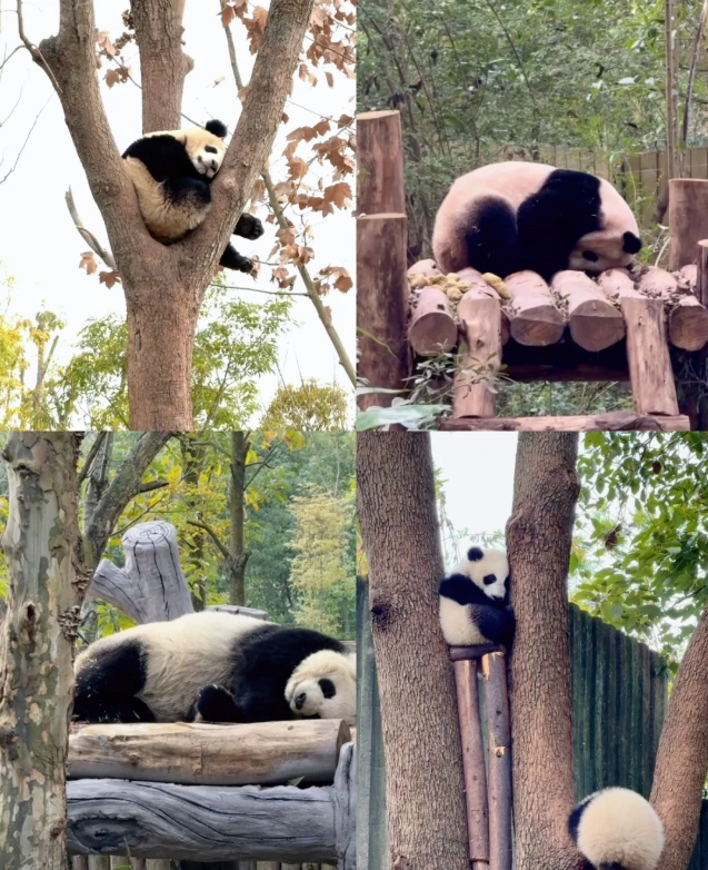 Giant Panda Breeding Center