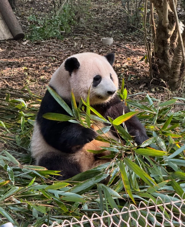 things to do in Chengdu