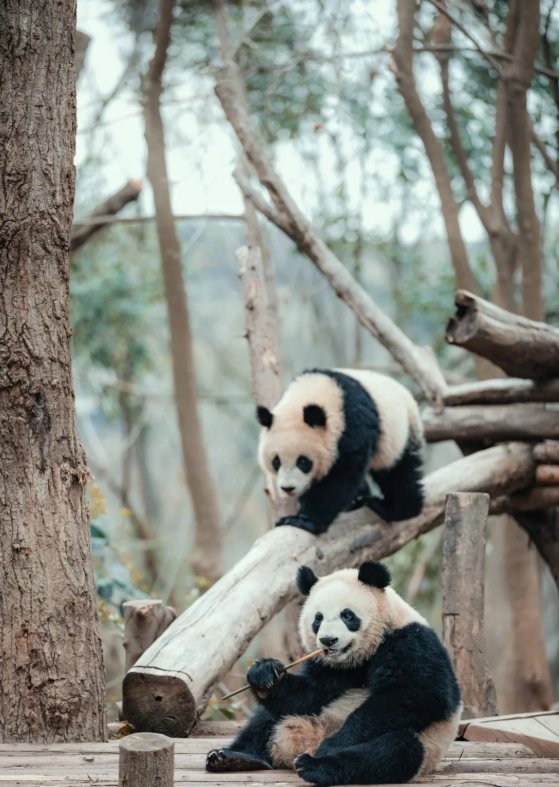 Top 5 Attractions in Chengdu: A Local Guide to Pandas, Temples & More