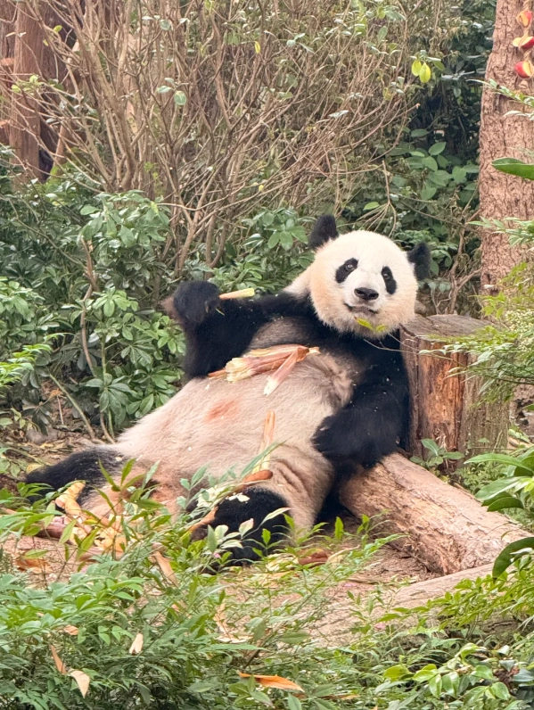 things to do in Chengdu