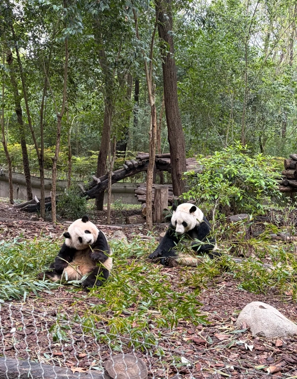 Panda Base