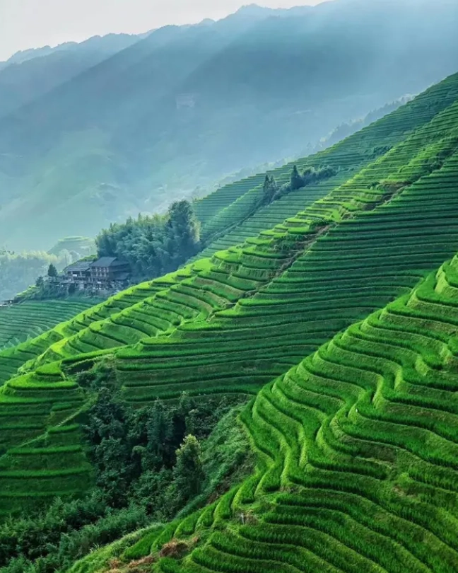 Longji Rice Terraces