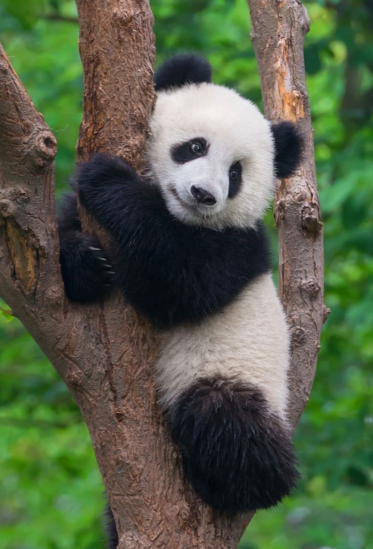 Chengdu Research Base of Giant Panda Breeding