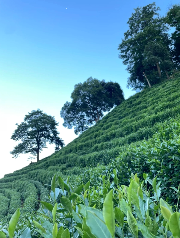 best time to visit Hangzhou best time to visit Hangzhou