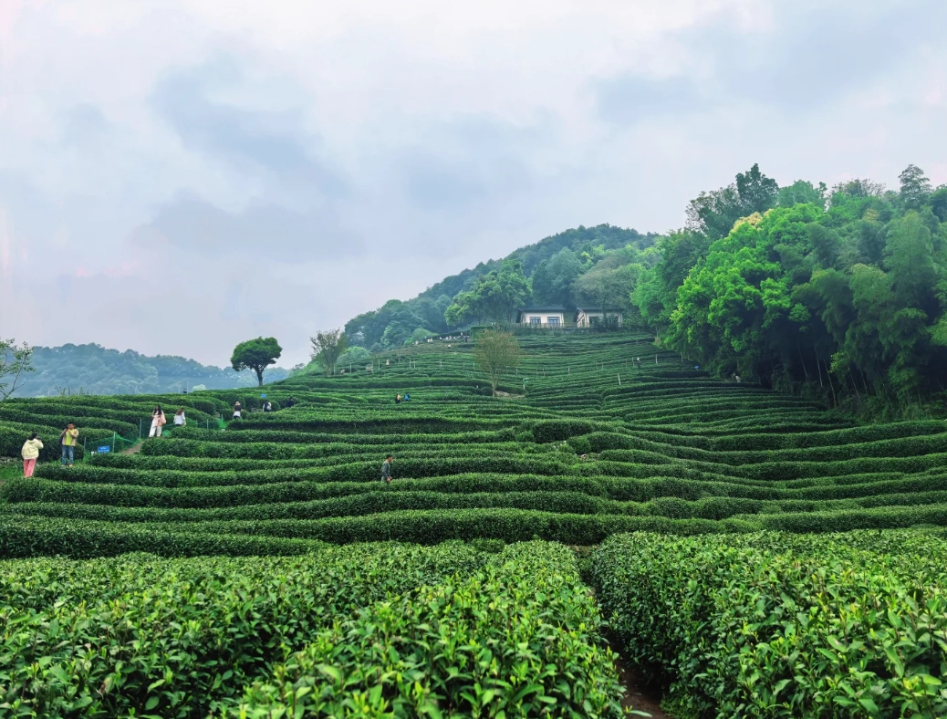 Hangzhou travel tips Hangzhou travel tips