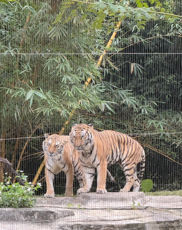 Travel photos of Guangzhou: Chimelong Safari Park
