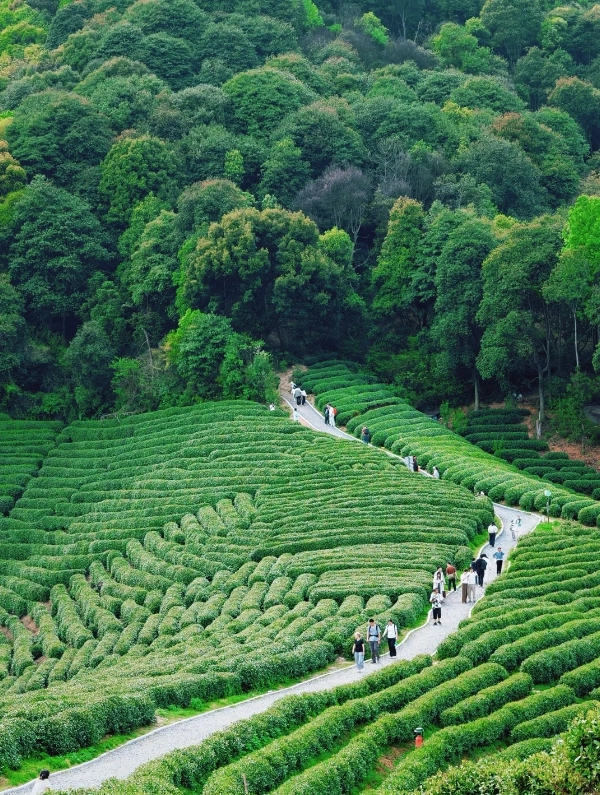 Longjing tea