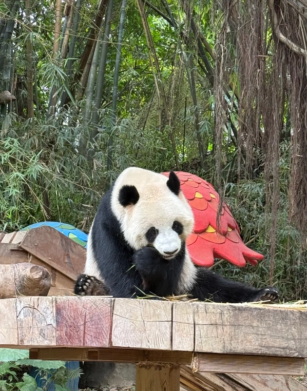 Photo of Chimelong Tourist Resort: Chimelong Paradise