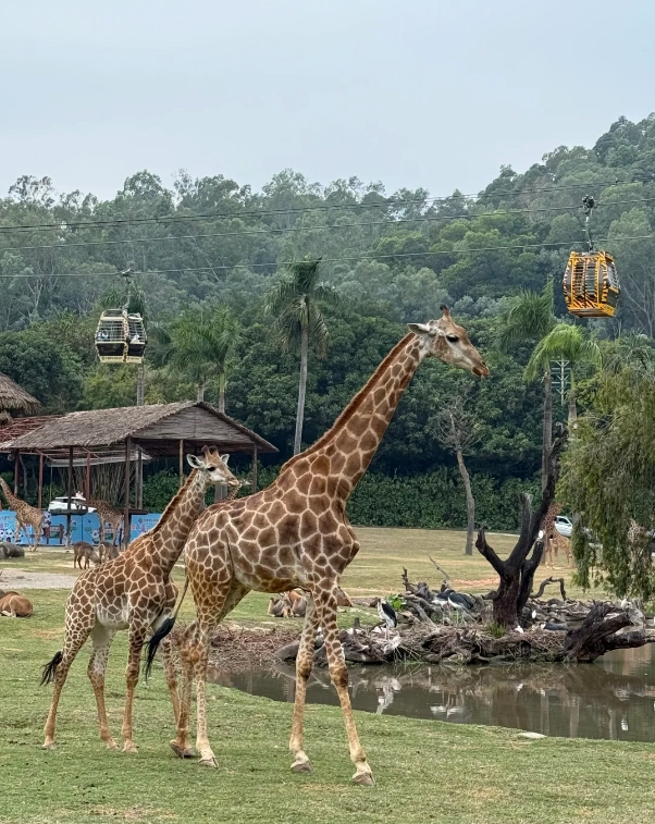 Photo of Chimelong Tourist Resort: Chimelong Guangzhou
