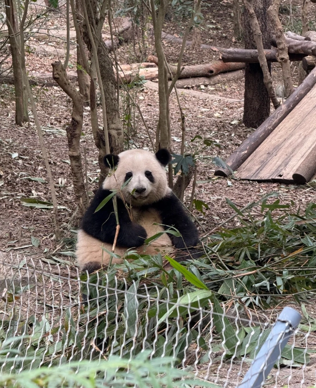 book Chengdu pandas