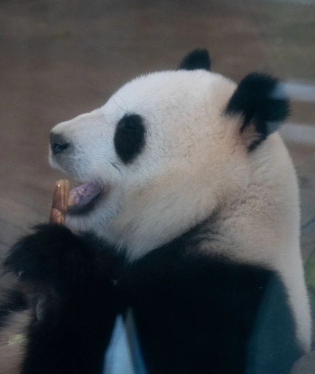 Chengdu panda base tickets