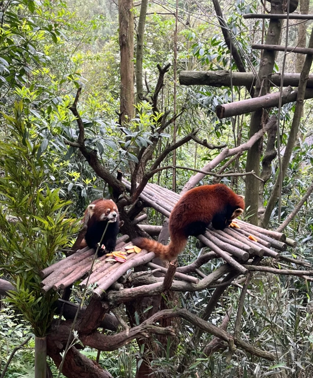 Sichuan panda experience