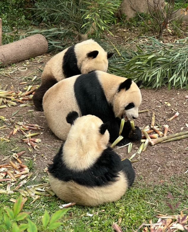 Giant Panda Breeding Research Base