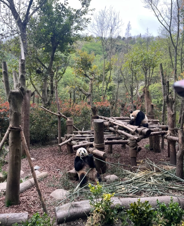 Chengdu Panda Base