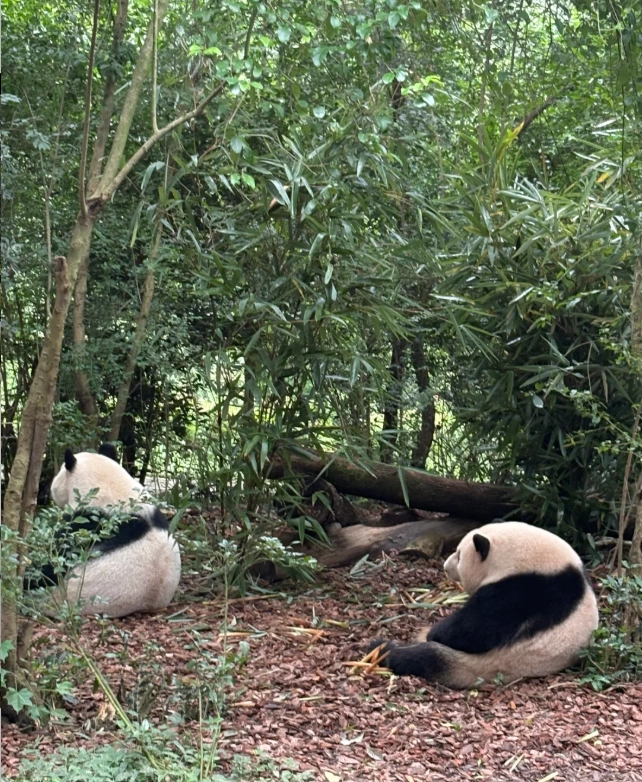 Dujiangyan Panda Valley