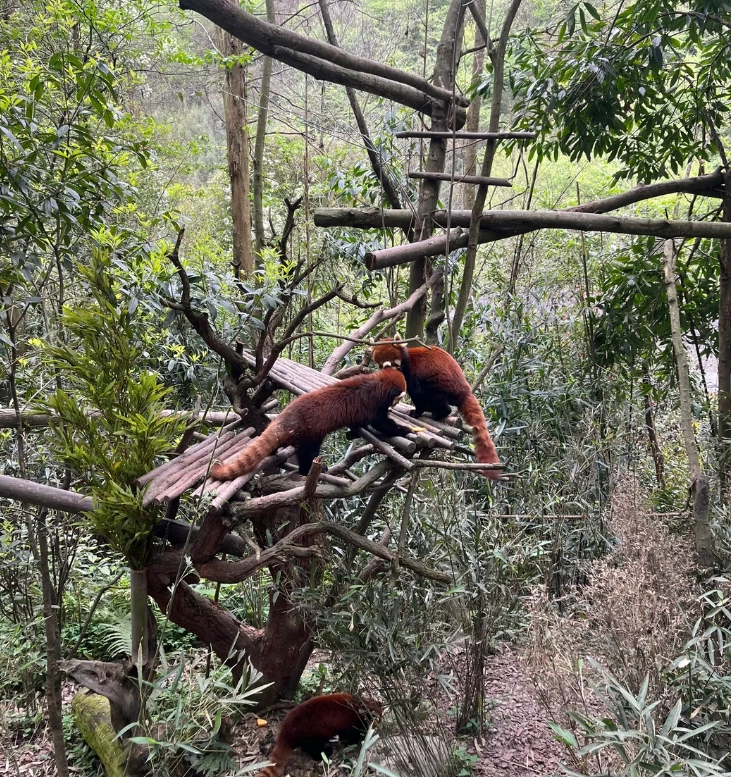 Chengdu panda visit