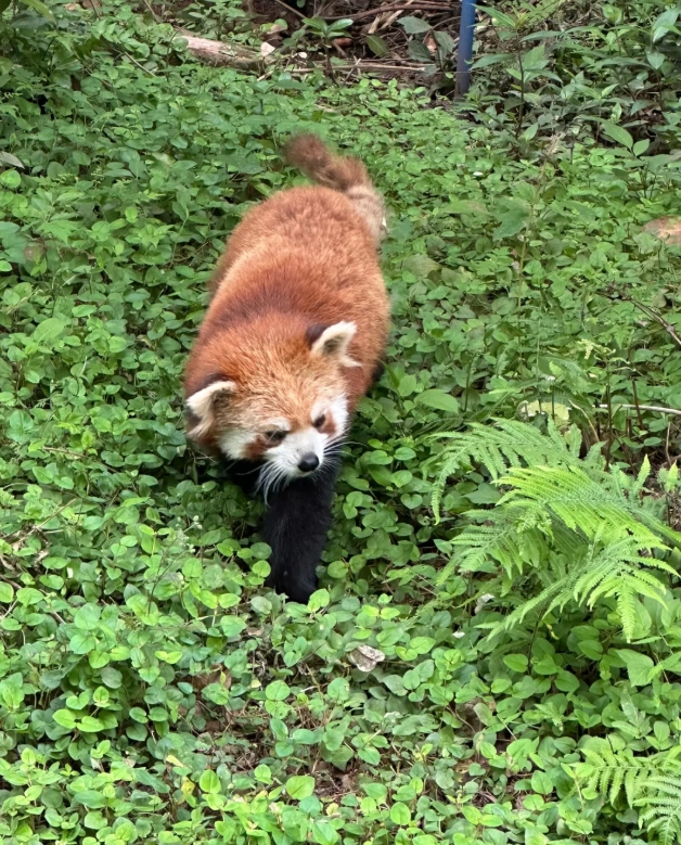 Chengdu panda visit