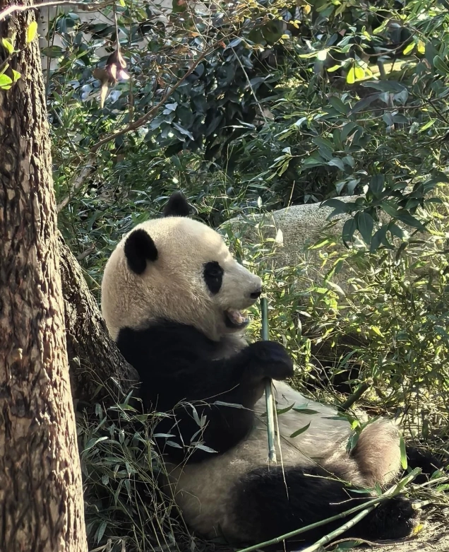 Chengdu Panda Layover Tour: Maximize 8 Hours, See Pandas & Eat Hotpot