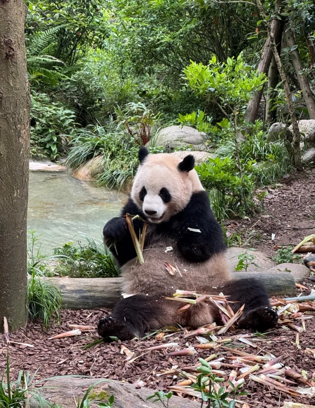 panda base tour panda base tour