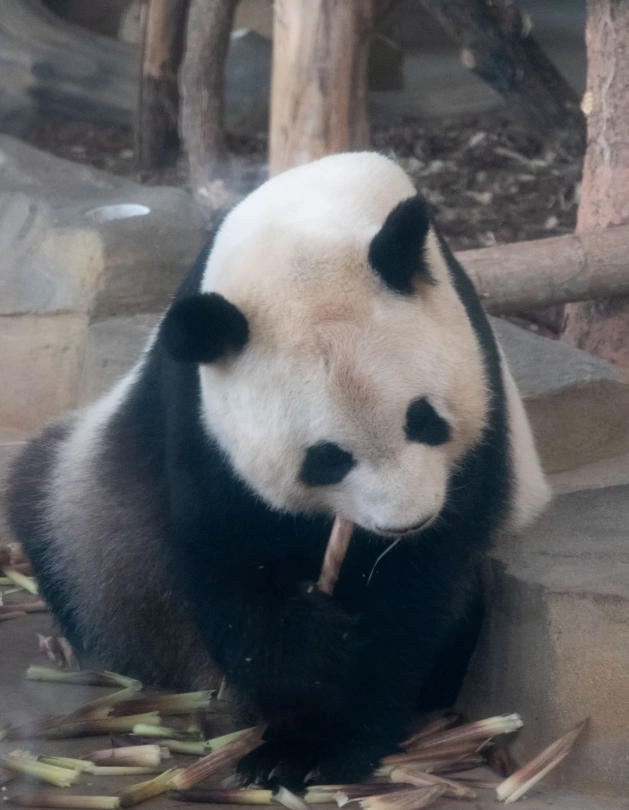 Chengdu travel tips