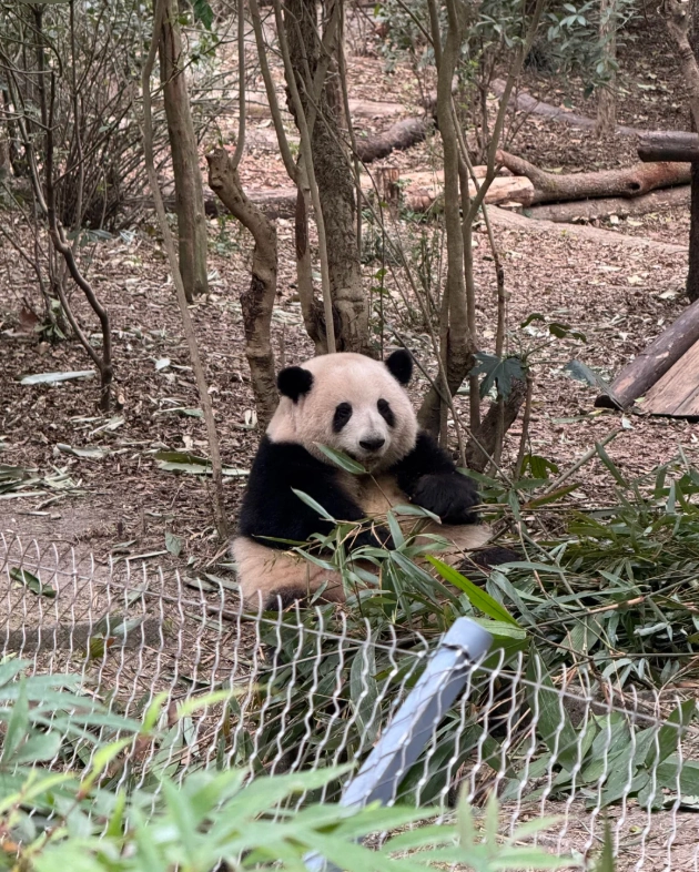 Chengdu panda base tickets