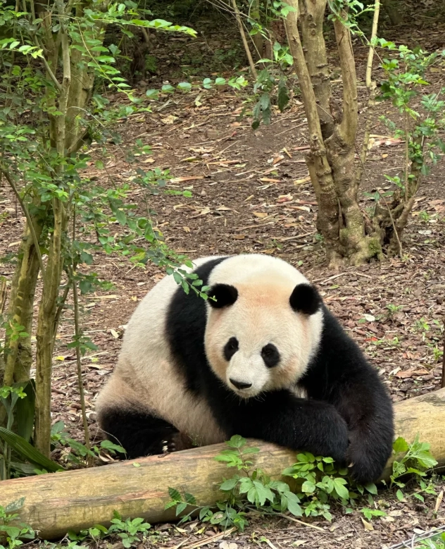 panda base reservation