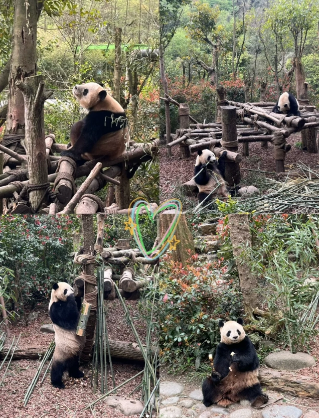 panda tour China