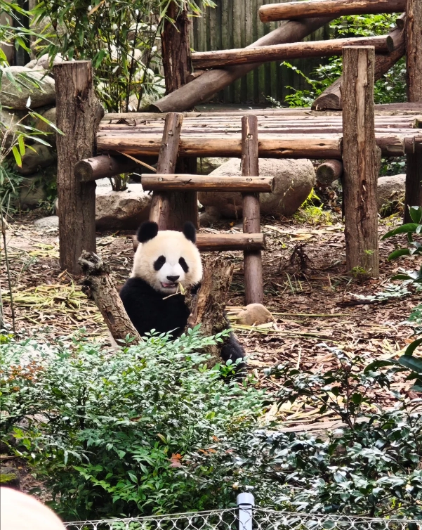 Chongqing 5-day tour Chongqing 5-day tour