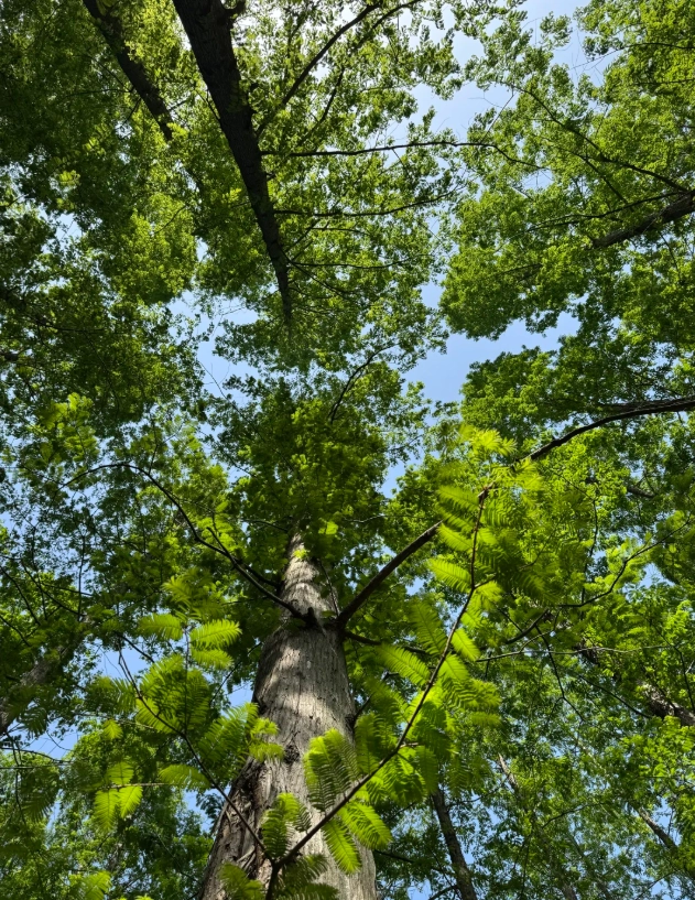 Dongping forest park itinerary