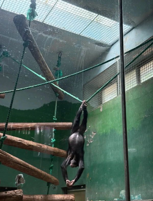 Shanghai Zoo tickets