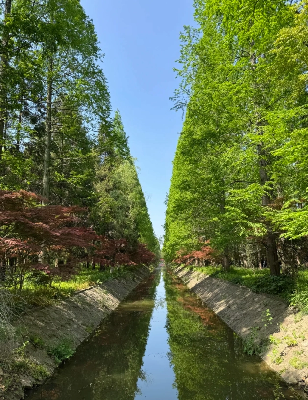 Dongping Forest Park Tours: Plan Your Perfect Nature Escape