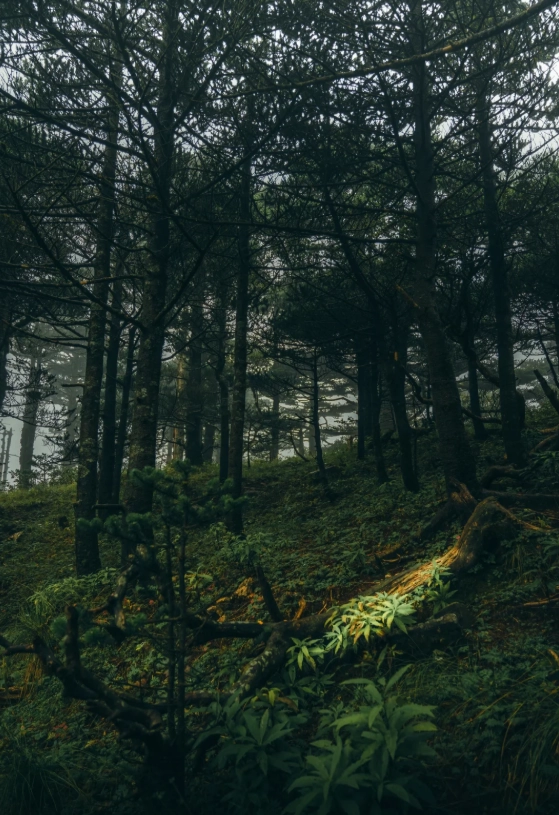 Photo of Cangshan Mountain: Dali Cangshan trails