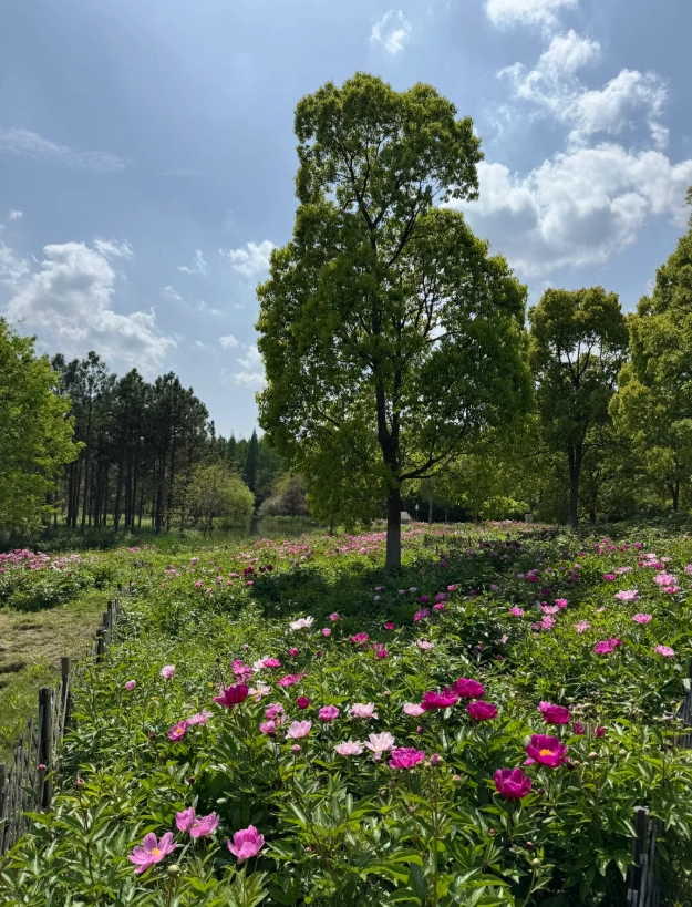 Dongping forest park tickets