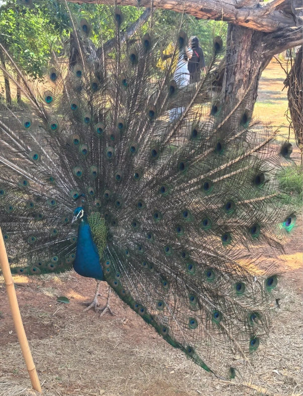 Photo of Yunnan Wildlife Park: wildlife park China