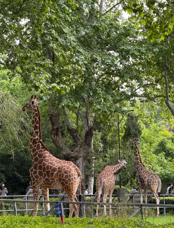 Is Shanghai Zoo worth it
