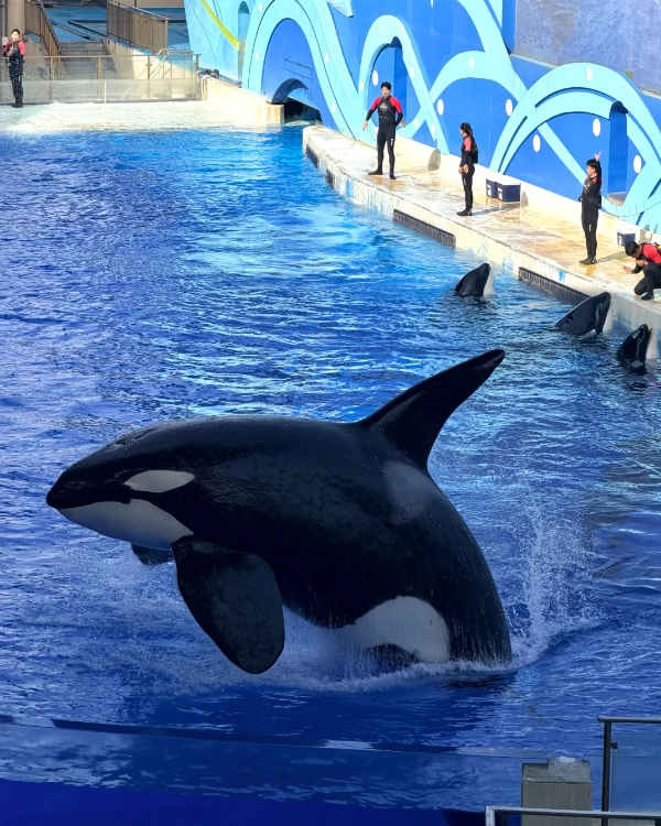 Shanghai Haichang Ocean Park Ticket Prices: How to Save Money and Plan Your Visit