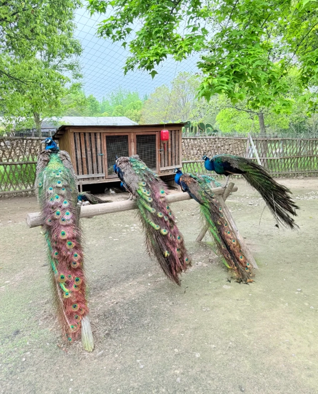 Dongping national forest park