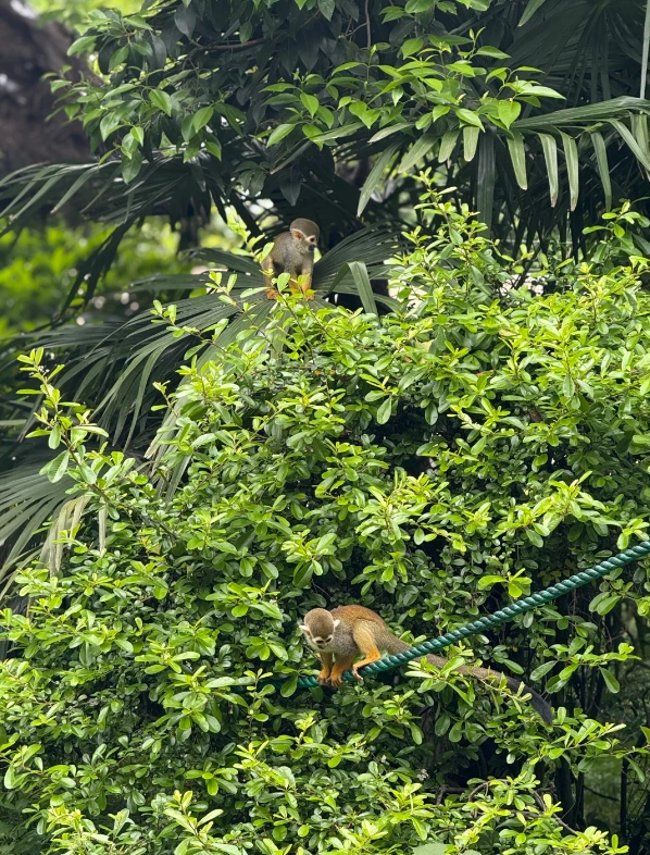 Is Shanghai Zoo worth it