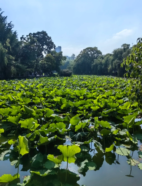 Photo of Green Lake Park (Cuihu Park): Cuihu Park