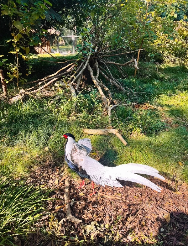 Shanghai Zoo visiting tips